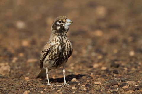 Thick-billed Lark - Knackerlerche - Rhamphocory clotbey, Morocco, male