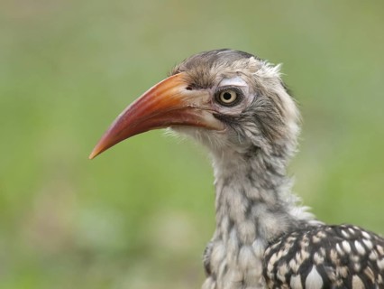 Northern Red-billed Hornbill (Tockus erythrorhynchus), South Africa