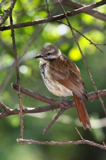 Spotted Palm Thrush (Cichladusa guttata), Lake Baringo, Kenya