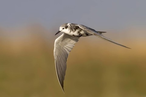 Black Tern Chlidonias niger Whitewater Lake, Manitoba, Canada 31 August Adult in flight molting