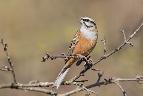 Rock Bunting (Emberiza cia) perched on a branch, Aosta Valley, Italy