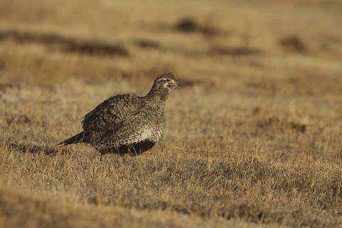 Sage Grouse (Centrocercus urophasianus) female, California, USA