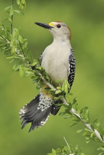 Golden-fronted Woodpecker (Melanerpes aurifrons), Texas, USA