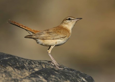 Rufous-tailed Scrub Robin (Cercotrichas galactotes), Alcoutim, Portugal