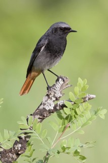 Black Redstart (Phoenicurus ochruros) male, St. Gallen, Switzerland