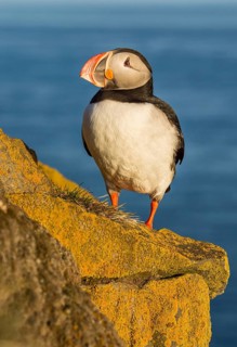 Atlantic Puffin (Fratercula arctica) on cliff, Iceland
