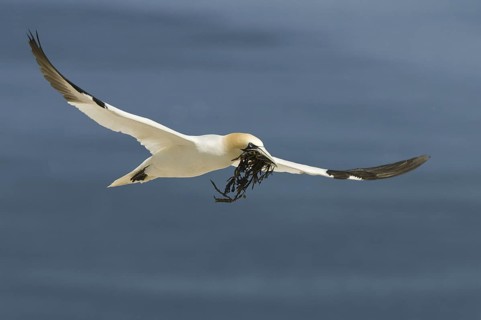 Northern Gannet (Morus bassanus) flying, Quebec, Canada