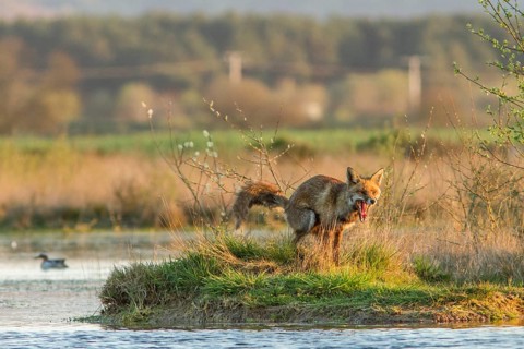 Red Fox (Vulpes vulpes), on marsh shore, Galicia, Spain