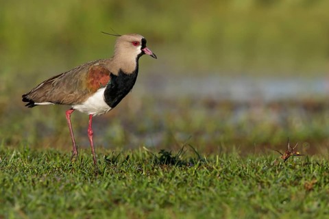 Southern Lapwing (Vanellus chilensis cayennensis) perched on the ground in the Pantanal region of