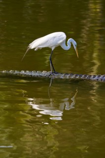 A heron stands still and watches the water on a crocodile, Great Egret (Egretta alba), American