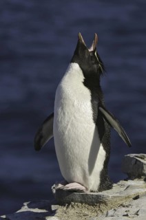 Southern Rockhopper Penguin (Eudyptes chrysocome), Falkland Islands