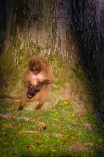One female Gelada (Theropithecus gelada), or bleeding-heart monkey with her baby sits leaned
