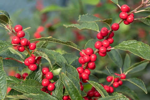 (Ilex verticillata), Bundessortenamt, Germany