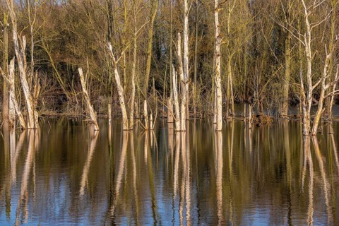 The Bislicher Insel, nature reserve on the Rhine, Altrheinarm, near Xanten, Lower Rhine, Wesel
