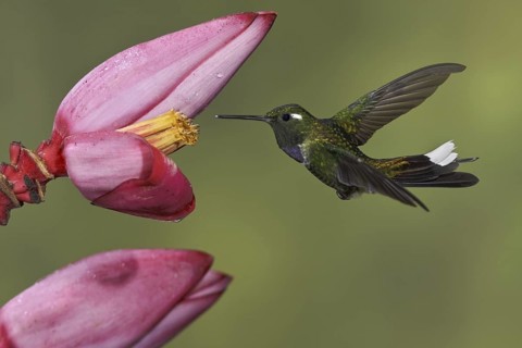 Purple-bibbed Whitetip (Urosticte benjamini), Ecuador