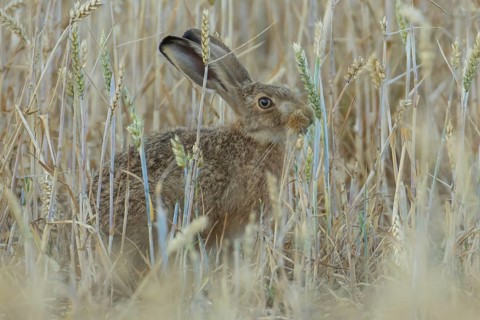 European brown hare (Lepus europaeus) adult animal feeding on a wheat sheath in a farmland field in