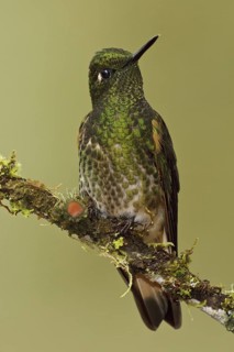 Buff-tailed Coronet (Boissonneaua flavescens), Ecuador