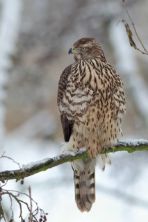 Habicht; lat. Accipiter gentilis; Weibchen im Jugendkleid von vorn in Baumkrone stehend; einen Fang