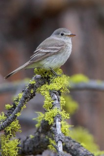Gray Flycatcher (Empidonax wrightii) perched on a branch in central Washington State, USA