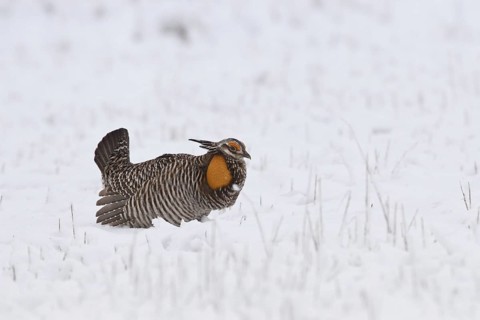 Greater Prairie Chicken (Tympanuchus cupido) male, Wisconsin, USA