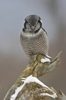 Northern Hawk-Owl (Surnia ulula), Ontario, Canada
