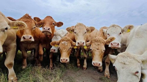 A herd of cows (bos taurus) gathers curiously on a green pasture, Franconian Forest nature park