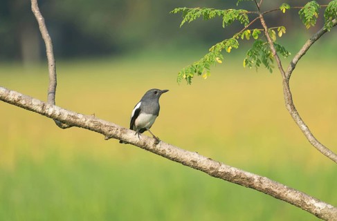 A Oriental magpie-robin (Copsychus saularis) on tree branch, Sreepur, Gazipur, Bangladesh