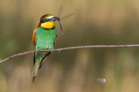 European Bee-eater (Merops apiaster) perched on a branch with a dragonfly in its beak, Serbia
