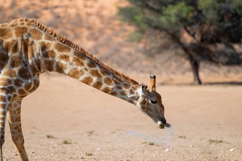 Cape giraffe (Giraffa giraffa giraffa) drinking, funny, Kgalagadi Transfrontier National Park,