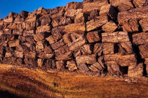 Peat in winter moor, Goldenstedt, Lower Saxony, Germany