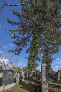 Old graves at the Israeli cemetery, inaugurated in 1882, Werner-von Siemens Str. 2, Würzburg, Lower