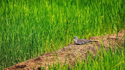 A bird rests on a furrow between green grass fields in a quiet rural setting, a pearl-necked pigeon