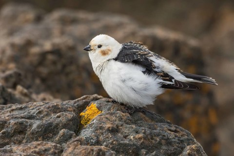 Snow Bunting (Plectrophenax nivalis insulae) male perched on a stone, Iceland