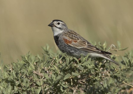 McCown's Longspur (Rhynchophanes mccownii), Colorado, USA