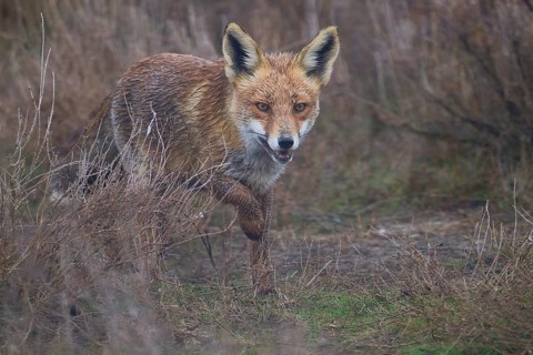 An intense depiction of a fox, fur damp and eyes focused, as it carefully navigates through a