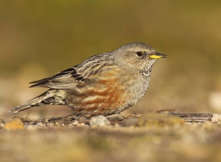 Alpine Accentor (Prunella collaris), Portalegre, Portugal