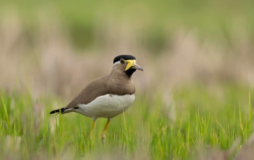 Yellow-wattled Lapwing (Vanellus malabaricus) foraging in a dry agricultural field, Sreepur,