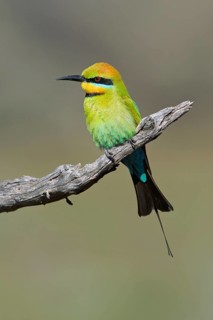 Rainbow Bee-eater (Merops ornatus) male perched on a branch, South Australia, Australia