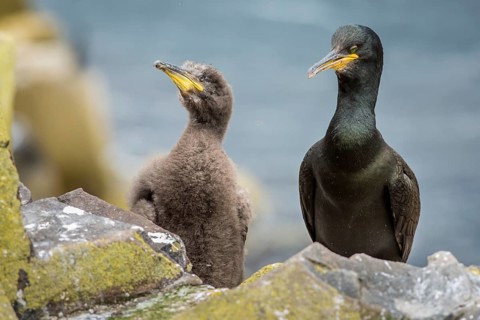 European Shag (Phalacrocorax aristotelis) adult and chick on nest, Farne Islands, United Kingdom