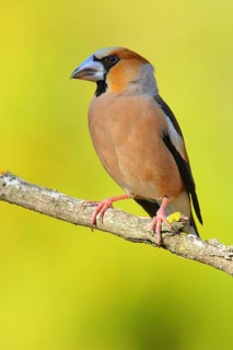 Hawfinch (Coccothraustes coccothraustes) male, Andalusia, Spain
