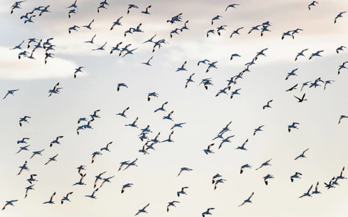 Pied Avocet, Recurvirostra avosetta, birds in flight over winter marshes