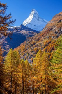 Autumn view of the Matterhorn 4478m and golden yellow larches, Zermatt, Mattertal, Valais,