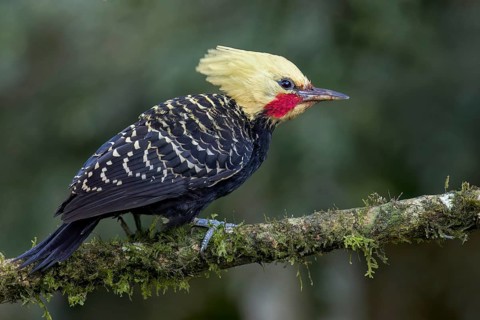Blond-crested Woodpecker (Celeus flavescens) perched on a branch in the Atlantic Rainforest of