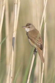 Great Reed Warbler (Acrocephalus arundinaceus), Vorarlberg, Austria