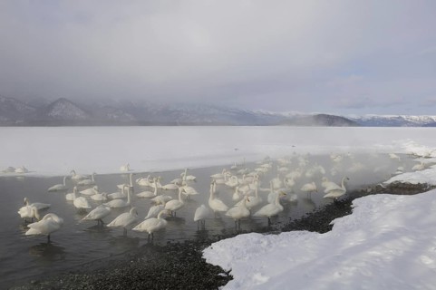 Whooper Swan (Cygnus cygnus), Hokkaido, Japan