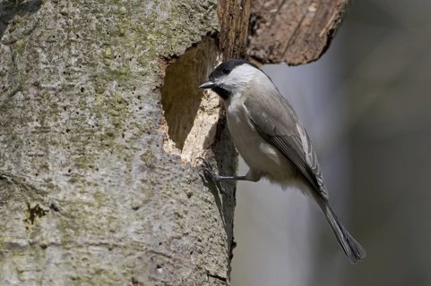 Willow Tit (Poecile montanus), Saxony, Germany