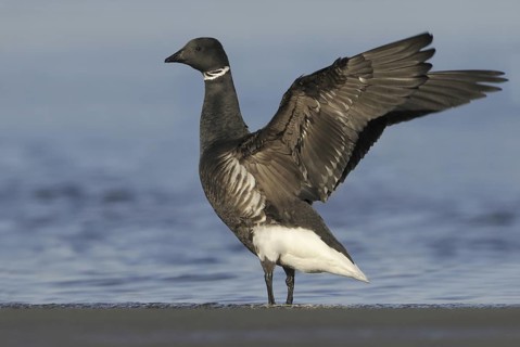 Brant Goose (Branta bernicla), British Columbia, Canada