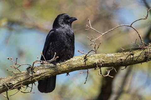 Carrion Crow (Corvus corone), Lower Saxony, Germany