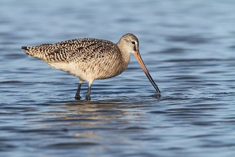 Marbled Godwit (Limosa fedoa) foraging, Florida, USA
