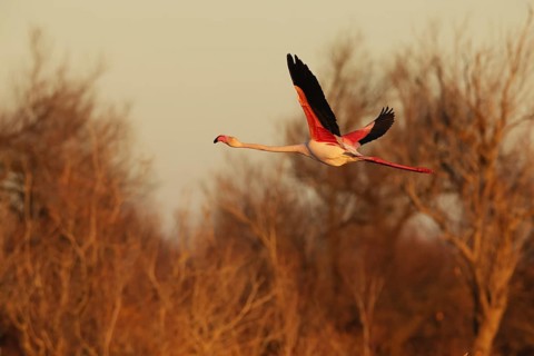 A vibrant pink flamingo captured mid-flight with a sunset backdrop in the French Camargue,